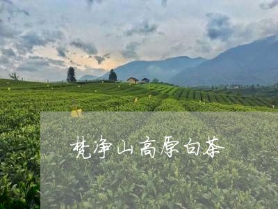 梵净山高原白茶/2023060244139