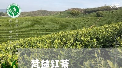 梵益红茶/2023090197251