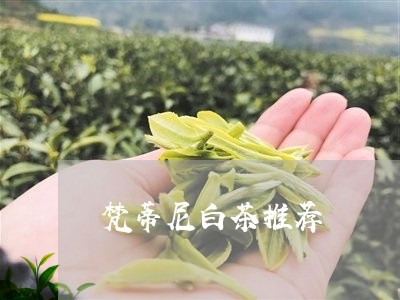 梵蒂尼白茶推荐/2023060247360