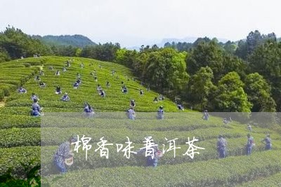 棉香味普洱茶/2023081556169