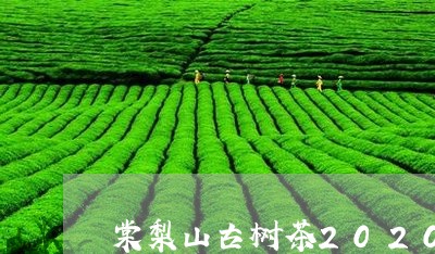 棠梨山古树茶2020年价格/2023052687403