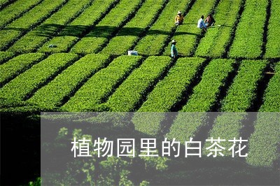 植物园里的白茶花/2023062211715