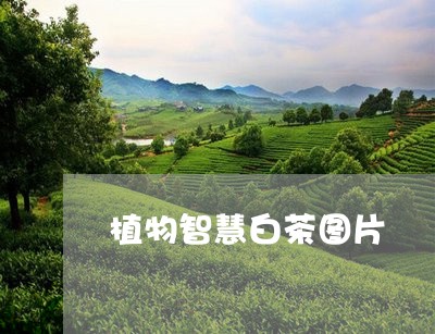 植物智慧白茶图片/2023062200493