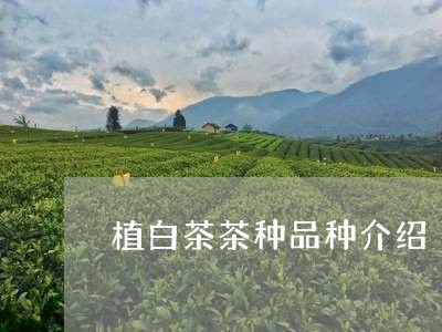 植白茶茶种品种介绍/2023100220491