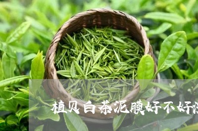 植贝白茶泥膜好不好洗/2023100224159