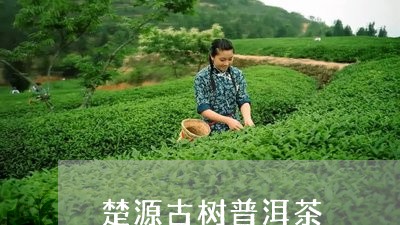 楚源古树普洱茶/2023102629492