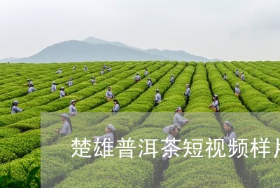 楚雄普洱茶短视频样片/2023080310525