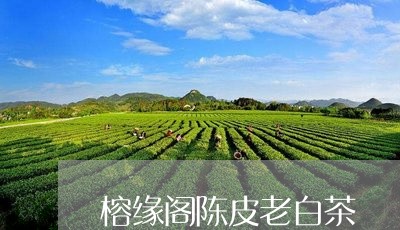 榕缘阁陈皮老白茶/2023111625179