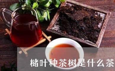 槠叶种茶树是什么茶/2023042163837