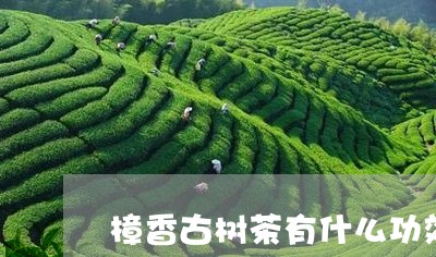 樟香古树茶有什么功效/2023092124859