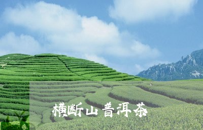 横断山普洱茶/2023042902033