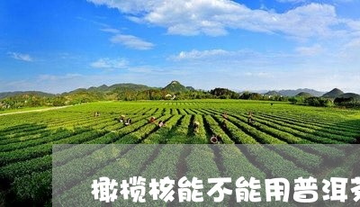 橄榄核能不能用普洱茶泡/2023112514927