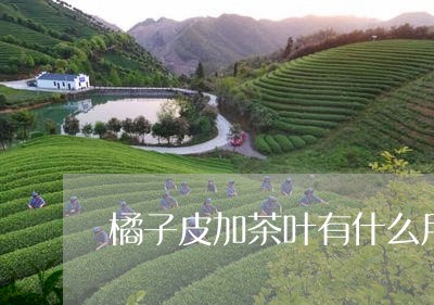 橘子皮加茶叶有什么用/2023092303704