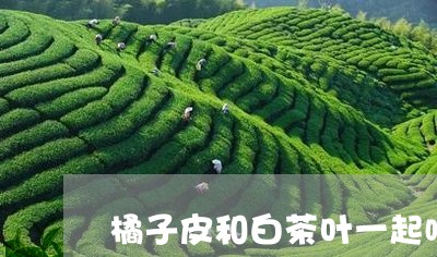 橘子皮和白茶叶一起喝的功效/2023063003815