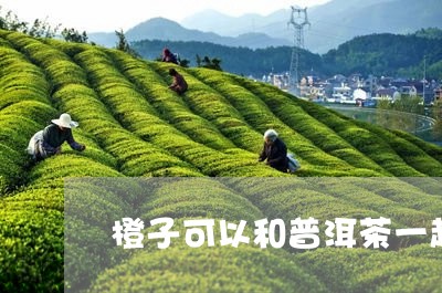 橙子可以和普洱茶一起煮吗/2023082700570