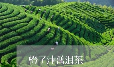 橙子汁普洱茶/2023042768340