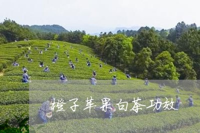 橙子苹果白茶功效/2023062154037