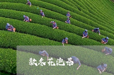 款冬花泡茶/2023090250504