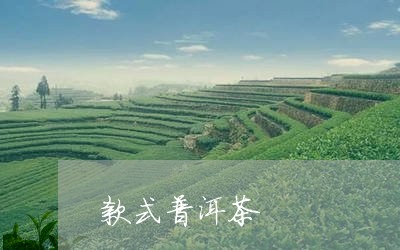 款式普洱茶/2023112683826