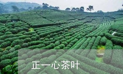 正一心茶叶/2023041774324