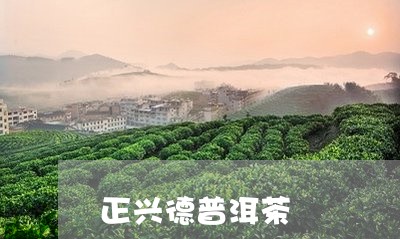 正兴德普洱茶/2023042747057