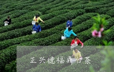 正兴德福鼎白茶/2023060251836