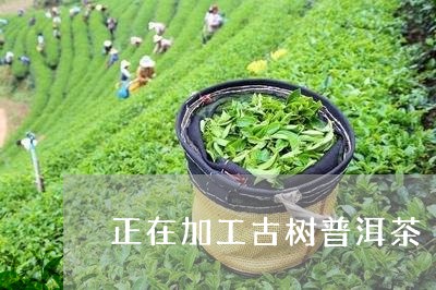 正在加工古树普洱茶/2023120591503