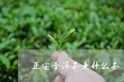 正安普洱茶是什么茶/2023070972725