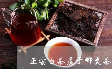 正安白茶属于哪类茶品/2023100229683