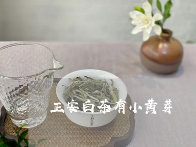 正安白茶有小黄芽/2023062228371