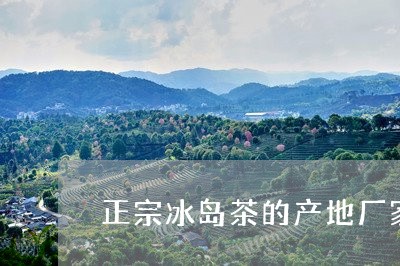 正宗冰岛茶的产地厂家是哪里/2023052696148