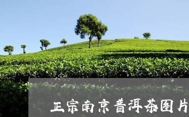 正宗南京普洱茶图片/2023120595858