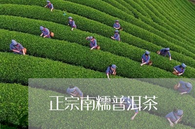 正宗南糯普洱茶/2023102646258