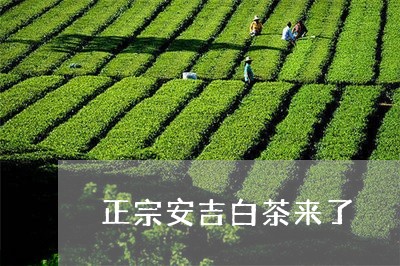 正宗安吉白茶来了/2023070136150