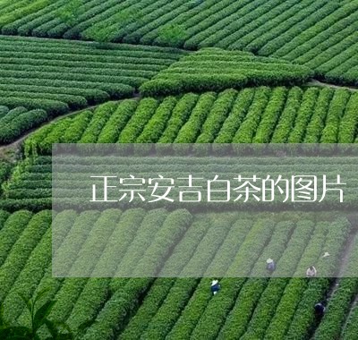 正宗安吉白茶的图片/2023070100572