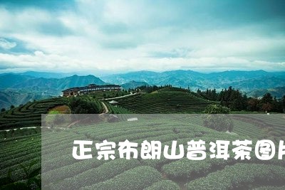 正宗布朗山普洱茶图片/2023062405471