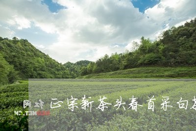 正宗新茶头春首采白茶/2023070106158