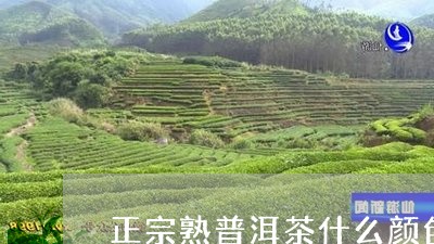 正宗熟普洱茶什么颜色/2023080377059