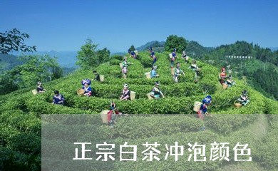 正宗白茶冲泡颜色/2023070113157