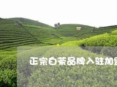 正宗白茶品牌入驻加盟哪个好点/2023111420381