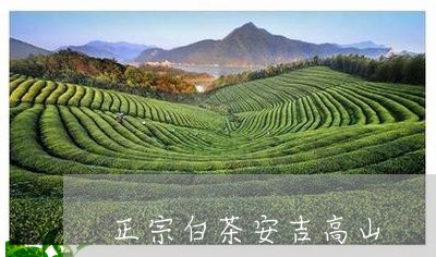 正宗白茶安吉高山/2023070190693