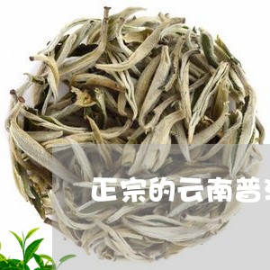 正宗的云南普洱茶生茶/2023100736259