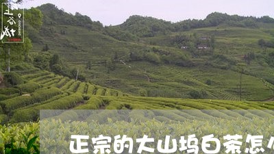 正宗的大山坞白茶怎么买/2023102660481