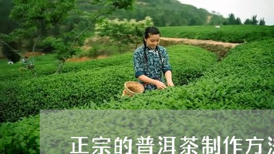 正宗的普洱茶制作方法/2023072406160