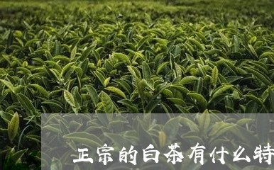 正宗的白茶有什么特点/2023100159370