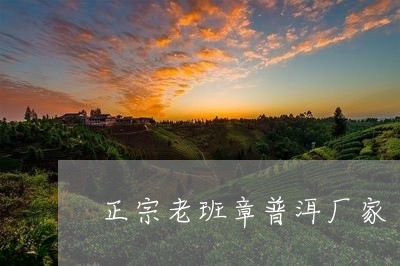 正宗老班章普洱厂家/2023042719837