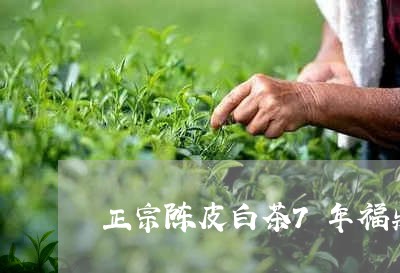 正宗陈皮白茶7年福鼎贡眉/2023062972719