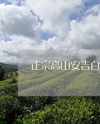 正宗高山安吉白茶/2023062287058