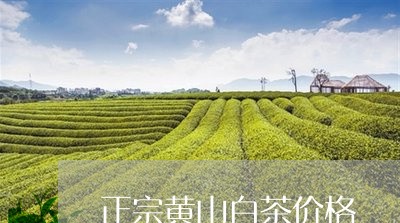 正宗黄山白茶价格/2023062215371