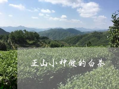 正山小种做的白茶/2023062290613